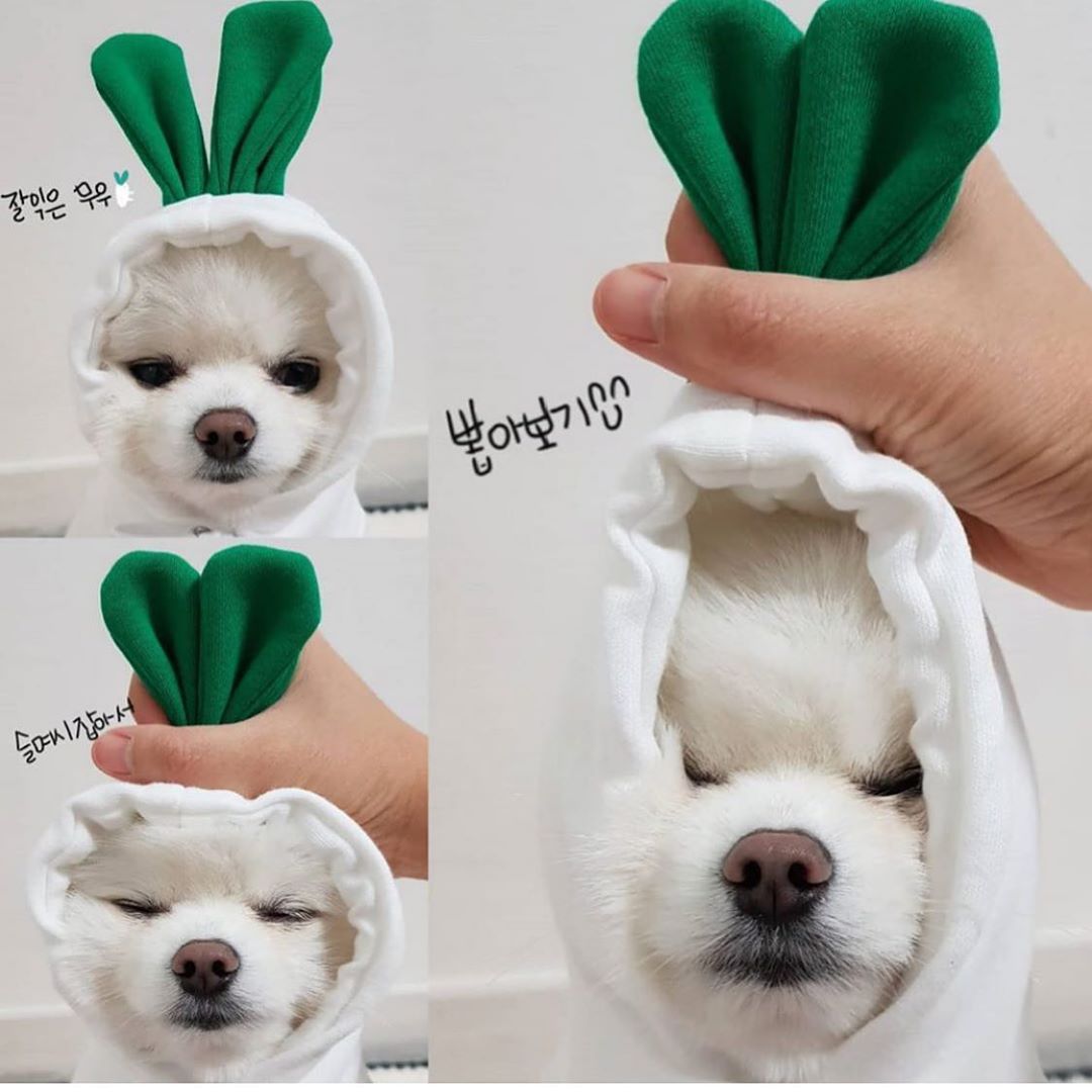 Fruit Print Fleece Dog Hoodie for Small Dogs and Cats