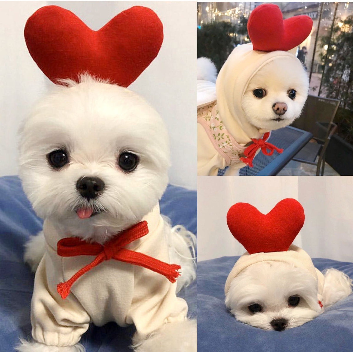 Fruit Print Fleece Dog Hoodie for Small Dogs and Cats