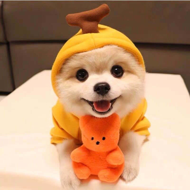 Fruit Print Fleece Dog Hoodie for Small Dogs and Cats